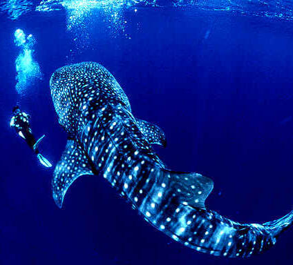 [Image ID: a photo of a scuba diver swimming next to a whale shark. The whale shark is around 50 feet long, with brown coloring and white spots all over it's body. End ID.]