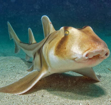 [Image ID: a photo of a Port Jackson Shark. It is a smaller shark, around 5 feet or so, and has a large, blunt head with prominent forehead ridges and dark brown harness-like markings on a lighter grey-brown body.]