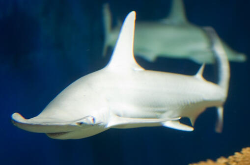[Image ID: a photo of a bonnethead shark, a small light grey shark with a head similar to the shape of the hammerhead shark. End ID.]
