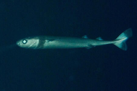[Image ID: a photo of a cookiecutter shark. It is a small, thin shark. The photo is taken deep underwater, so it appears to be glowing. End ID.]