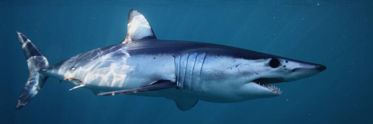 [Image ID: a photo of a mako shark, a fairly large, cylindrically shaped shark with a blue sort of tinge to it and big eyes. End ID.]